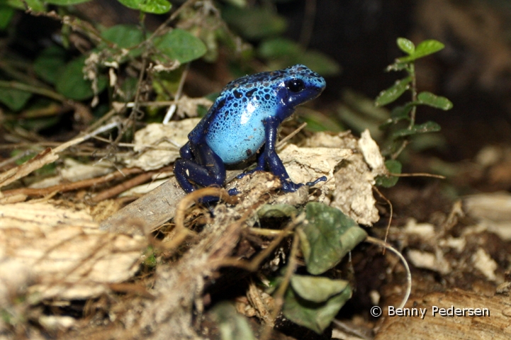 bla giftfro IMG_6727.jpg - Blå giftfrø (Dendrobates azureus)